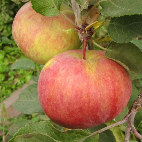 Яблоня ПЕРВОУРАЛЬСКОЕ  Яблоня ПЕРВОУРАЛЬСКОЕ в Москве