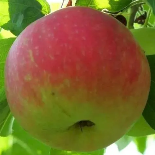 Яблоня УТРО  Яблоня УТРО в Москве