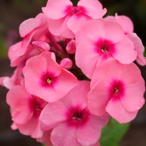 Флокс ДЖЕФФС ПИНК метельчатый  Флокс ДЖЕФФС ПИНК метельчатый в Москве