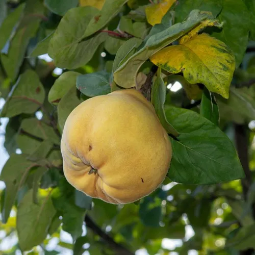 саженцы айвы саженцы айвы