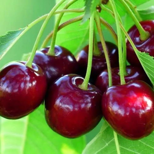 Вишня ВЯНОК  Вишня ВЯНОК в Москве