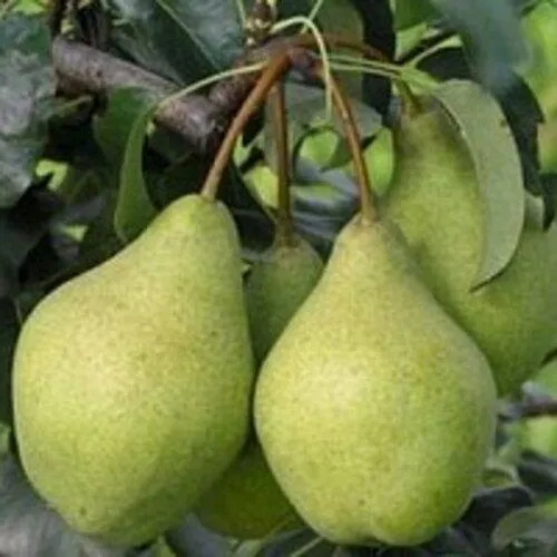 Лучшие сорта саженцев груш