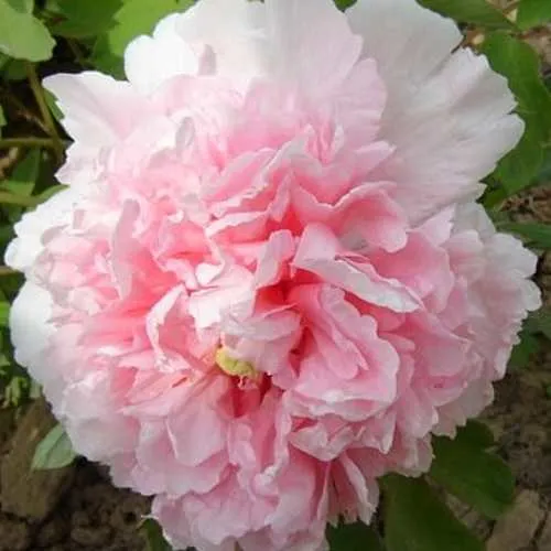 Пион БУКЕТ РОЗОВЫХ ГВОЗДИК древовидный  Пион БУКЕТ РОЗОВЫХ ГВОЗДИК древовидный в Москве