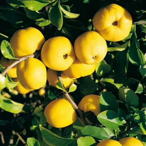 Айва ЦЕЗАРЬ  Айва ЦЕЗАРЬ в Москве