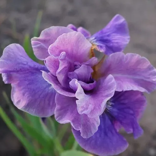 Ирис ХЭВИНГ ФАН сибирский  Ирис ХЭВИНГ ФАН сибирский в Москве