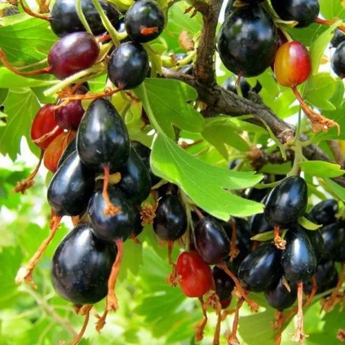 Смородина золотистая БОКАЛИНСКАЯ в Москве