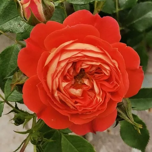 Саженцы роз СТАРЛЕТ РОУЗ КАРМЕН плетистая в Москве