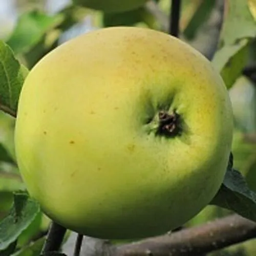 Яблоня РОССИЯНКА  Яблоня РОССИЯНКА в Москве