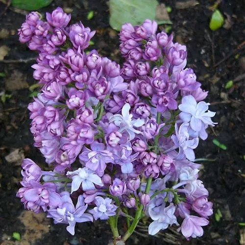 Сирень НАДЕЖДА в Москве