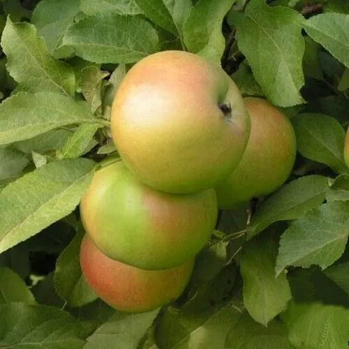 Яблоня ВЕРБНОЕ  Яблоня ВЕРБНОЕ в Москве