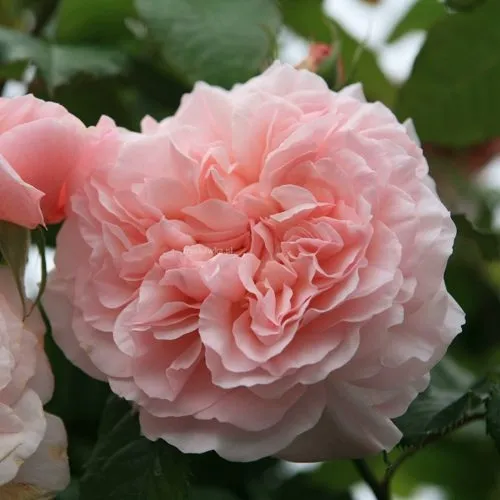 Саженцы роз РОЗ ДЕ ТОЛБИАК плетистая в Москве