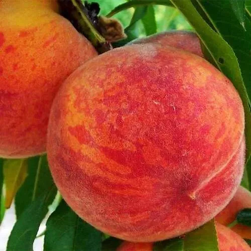 Персик ЗОЛОТОЙ ЮБИЛЕЙ  Персик ЗОЛОТОЙ ЮБИЛЕЙ в Москве