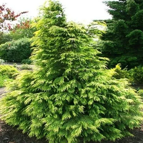 Кипарисовик САНКИСТ лавсона в Москве