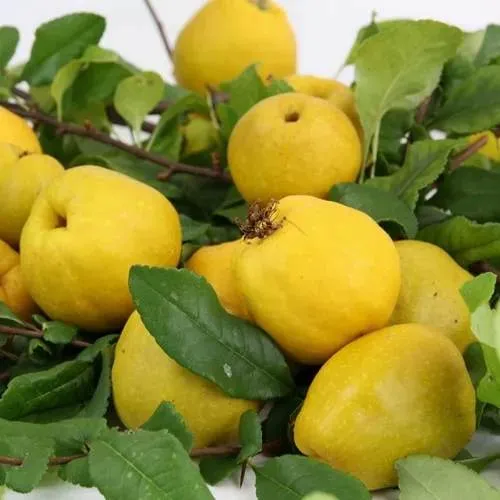 Айва ЯПОНСКАЯ  Айва ЯПОНСКАЯ в Москве