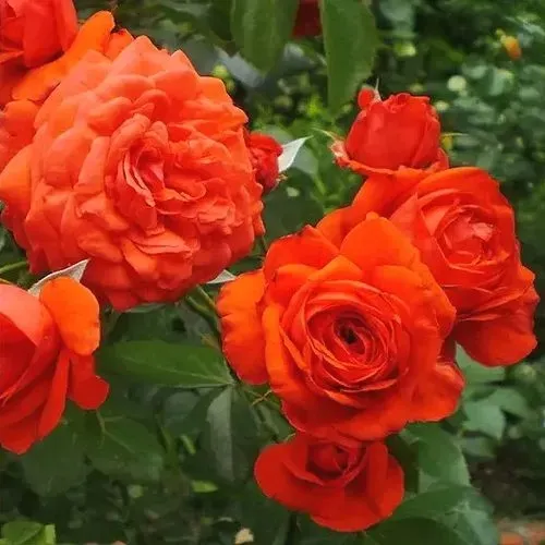 Саженцы роз МАЙНТАУЭР плетистая в Москве