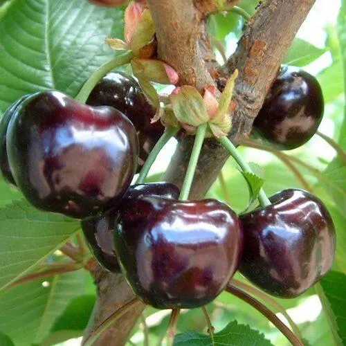 Черешня МУСКАТНАЯ  Черешня МУСКАТНАЯ в Москве