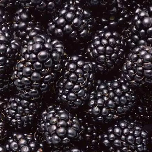 Ежевика ОРКАН бесшипная  Ежевика ОРКАН бесшипная в Москве