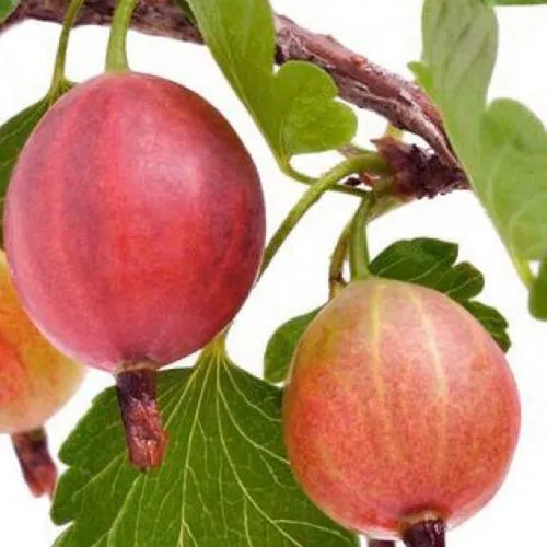 Крыжовник ЯРКИЙ в Москве