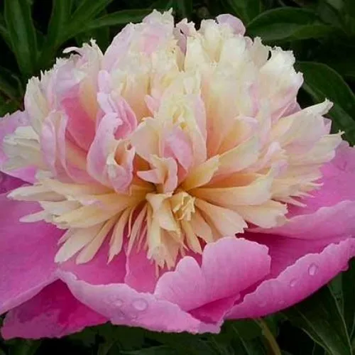 Пион ВЕСЕННЯЯ ПАЛИТРА травянистый  Пион ВЕСЕННЯЯ ПАЛИТРА травянистый в Москве