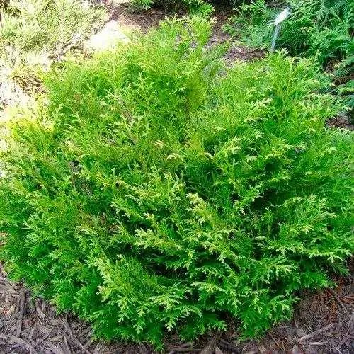 Туевик НАНА долотовидный   Туевик НАНА долотовидный  в Москве