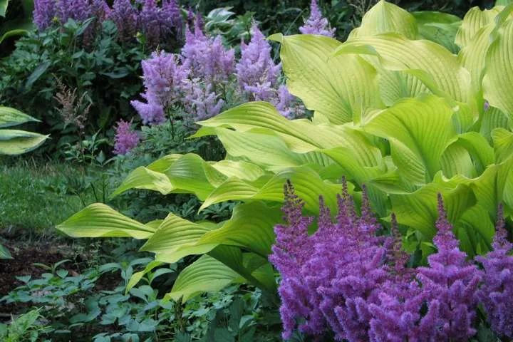 Лучшие сорта многолетних растений