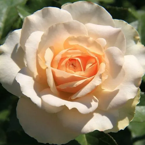 Саженцы роз САН СУСИ флорибунда в Москве