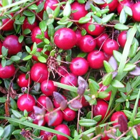 Клюква ПИЛИГРИМ  Клюква ПИЛИГРИМ в Москве