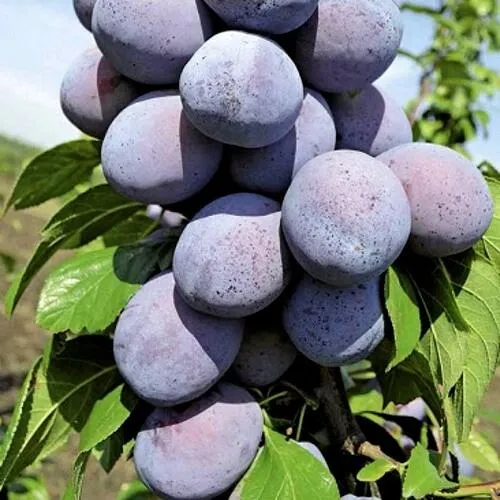 Слива ГИЛЬБЕРТ Слива ГИЛЬБЕРТ