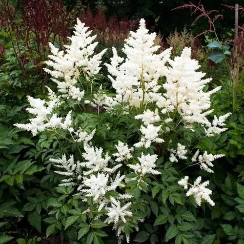 Астильба ДОЙЧЛАНД японская  Астильба ДОЙЧЛАНД японская в Москве