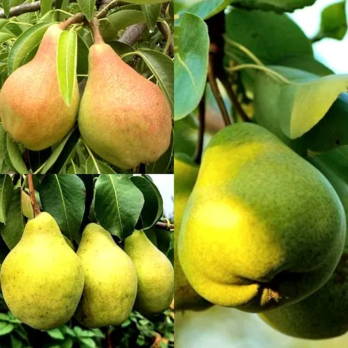 Комплект НАСТОЯЩИЙ ВОСТОРГ в Москве