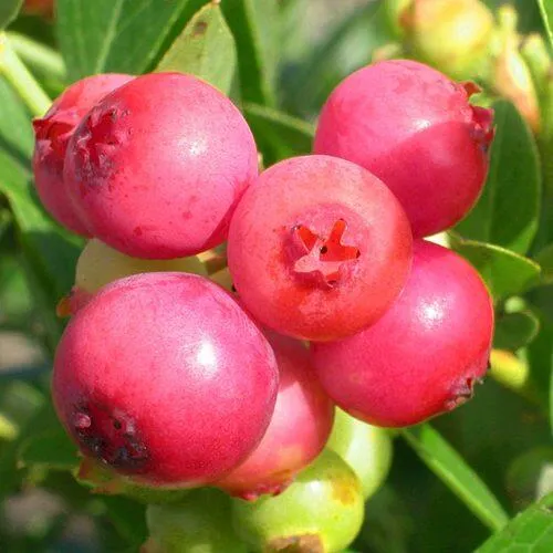 Голубика ПИНК ЛИМОНАД в Москве