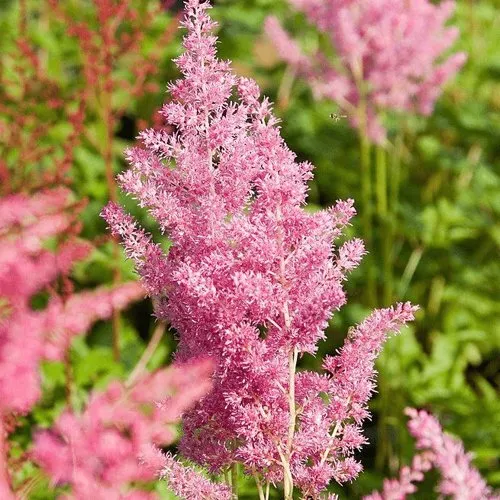 Астильба РЕЙНЛЕНД японская  Астильба РЕЙНЛЕНД японская в Москве