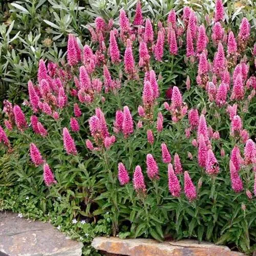 Вероника РОЗЕА колосковая  Вероника РОЗЕА колосковая в Москве