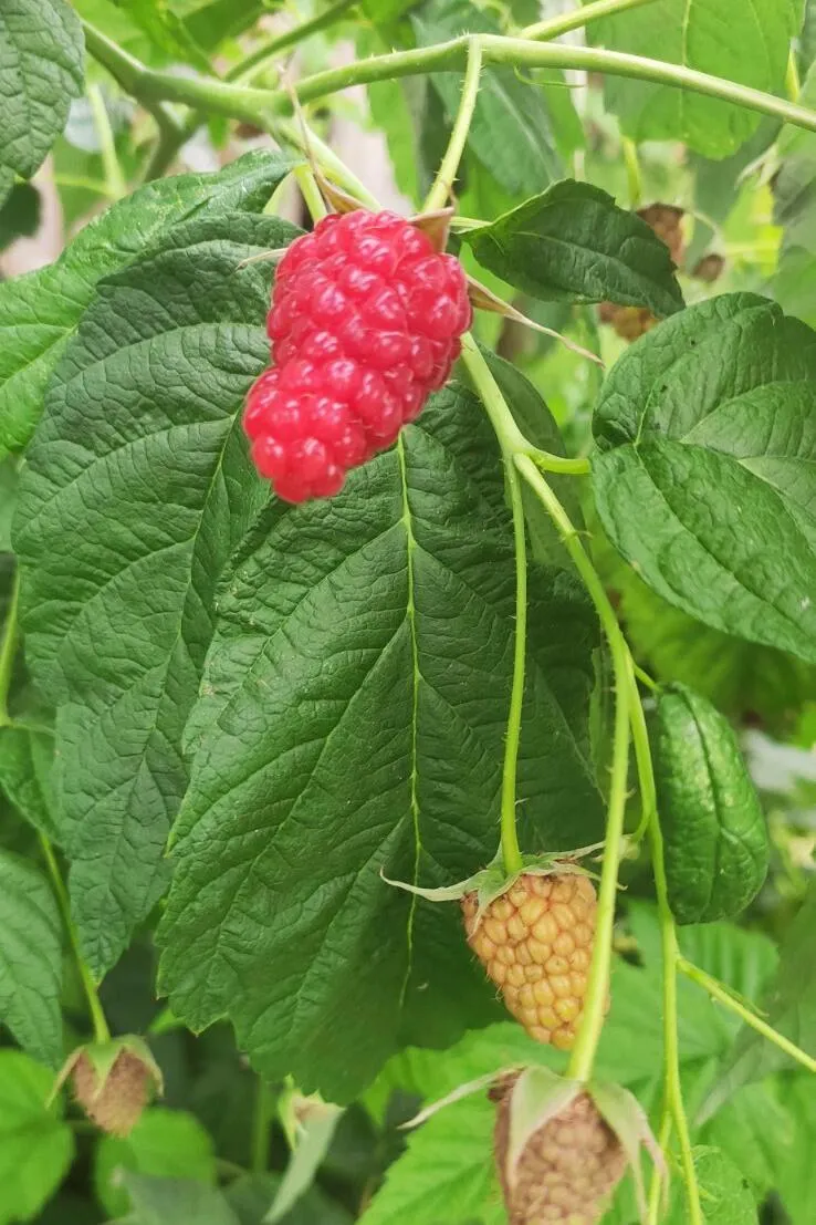 Малина Малина