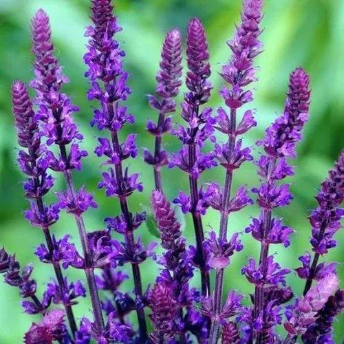 Шалфей КАРАДОНА  Шалфей КАРАДОНА в Москве