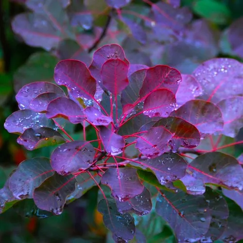 Скумпия ГРЕЙС в Москве
