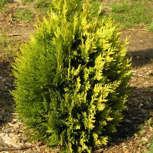 Туя КОППЕР ГОЛД западная  Туя КОППЕР ГОЛД западная в Москве