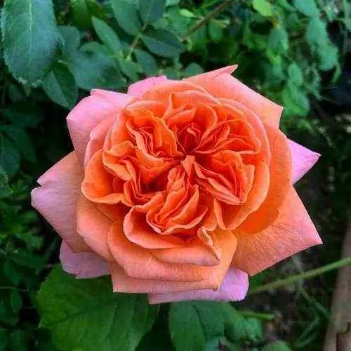 Саженцы роз РЕНЕ ГОССИНИ чайно-гибридная в Москве