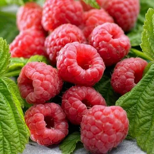 Саженцы малины ремонтантной Элегантная