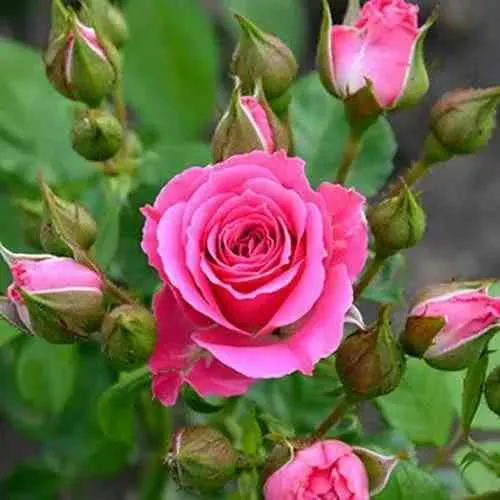 Саженцы роз ЛАВЛИ ЛИДИЯ спрей  Саженцы роз ЛАВЛИ ЛИДИЯ спрей в Москве