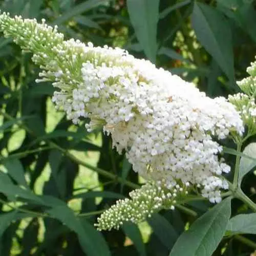 Буддлея давида ВАЙТ ПРОФЬЮЖН  Буддлея давида ВАЙТ ПРОФЬЮЖН в Москве