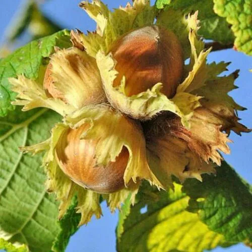 Фундук ТОНДА РОМАНА в Москве