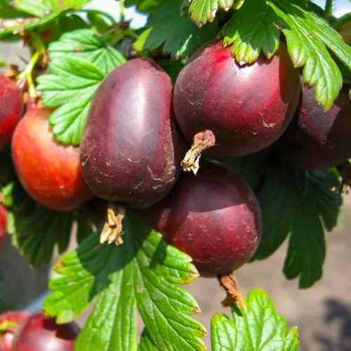 Крыжовник ЧЕРНОСЛИВОВЫЙ  Крыжовник ЧЕРНОСЛИВОВЫЙ в Москве