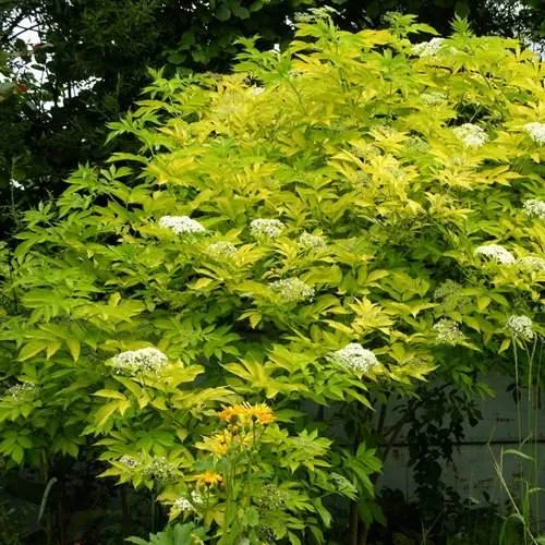 Бузина черная АУРЕА в Москве