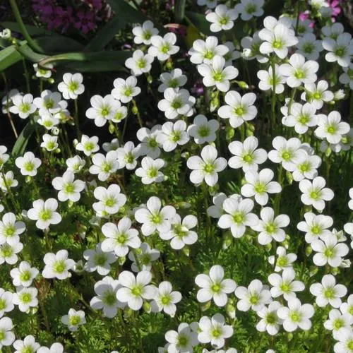 саженцы камнеломки саженцы камнеломки