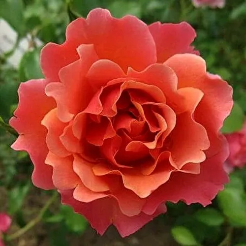 Саженцы роз ЖАН КОКТО флорибунда в Москве