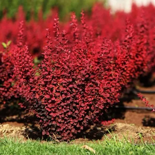Барбарис ОРАНЖ РОКЕТ тунберга  Барбарис ОРАНЖ РОКЕТ тунберга в Москве