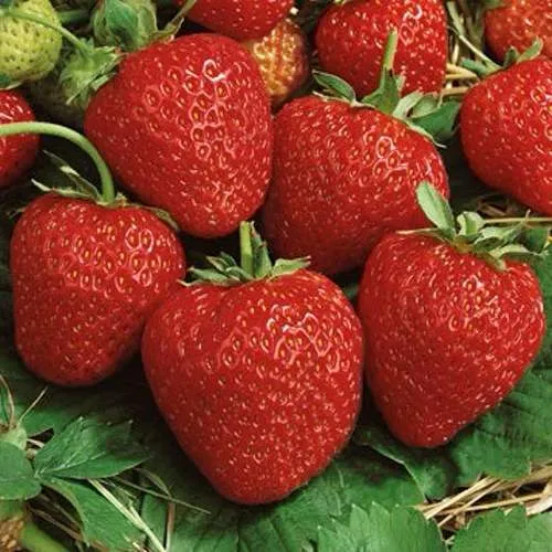 Клубника КОРОНА в Москве