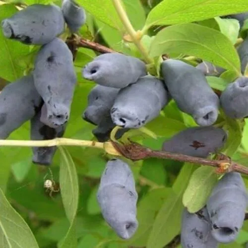 Жимолость съедобная РОКСАНА  Жимолость съедобная РОКСАНА в Москве