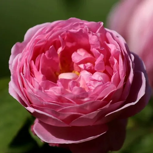 Саженцы роз ПИНК ЭКСПРЕШН флорибунда в Москве